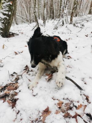 Chien col de la luère dans la neige