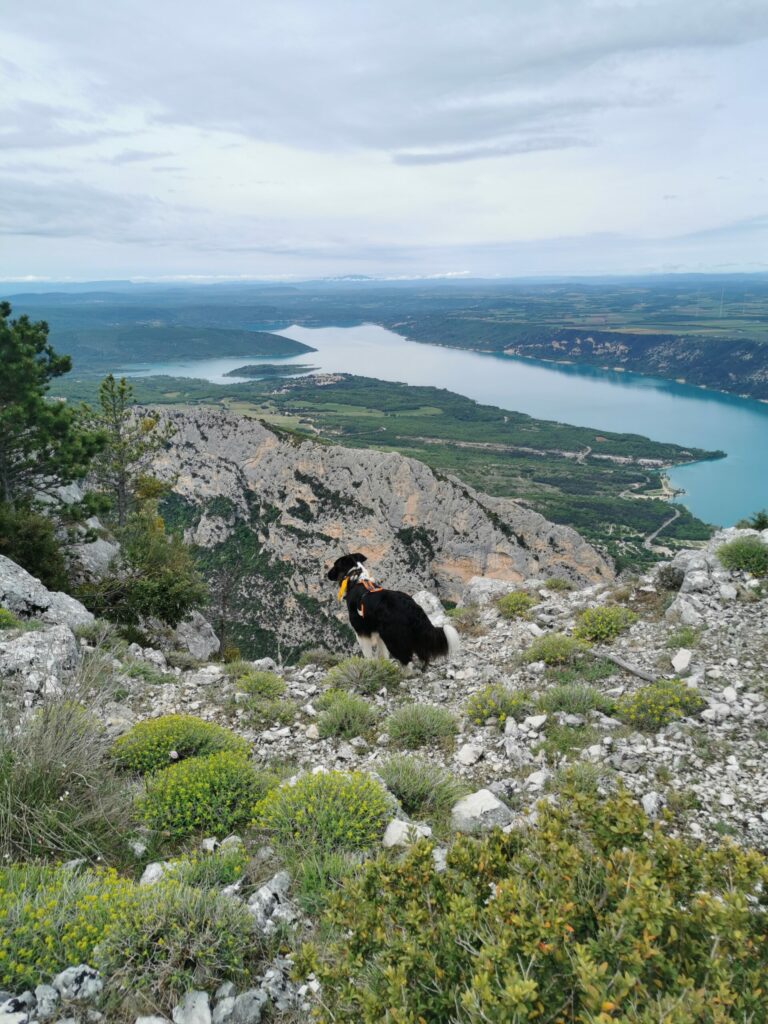 chien au col de plein voir