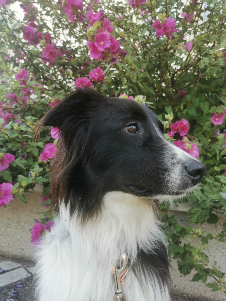 Atlas devant des fleurs roses