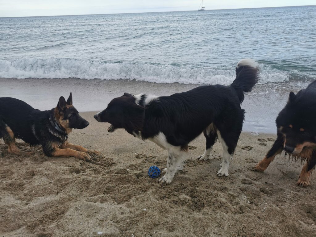 Atlas et ses congénères