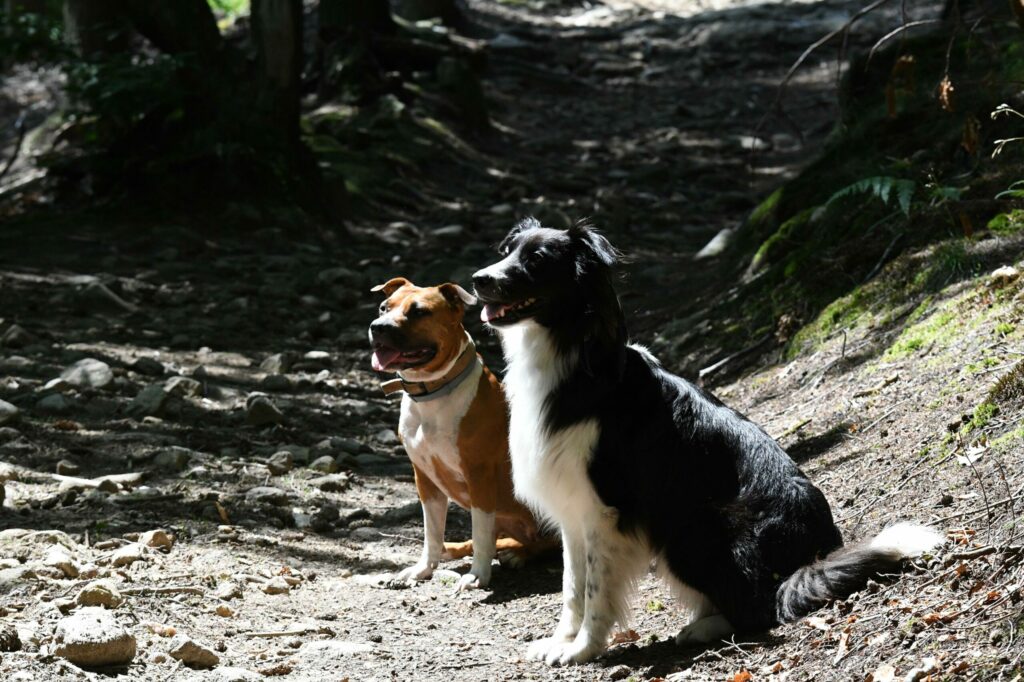avoir un chien réactif : Nala et Atlas