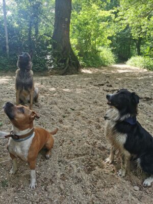 Atlas, Nala et Reika - avoir un chien réactif