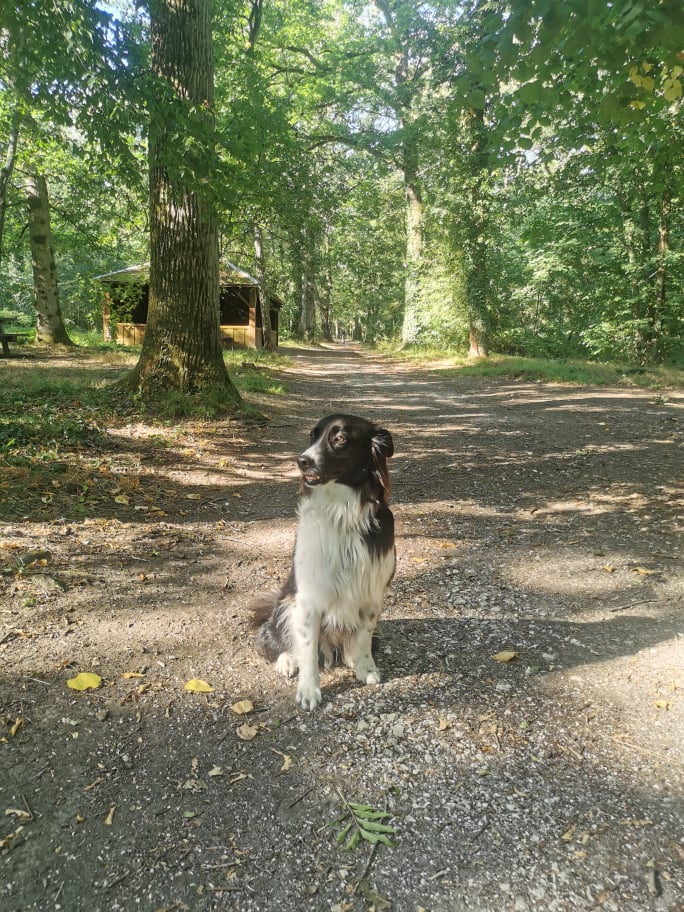 Weekend à Châteaudun avec son chien