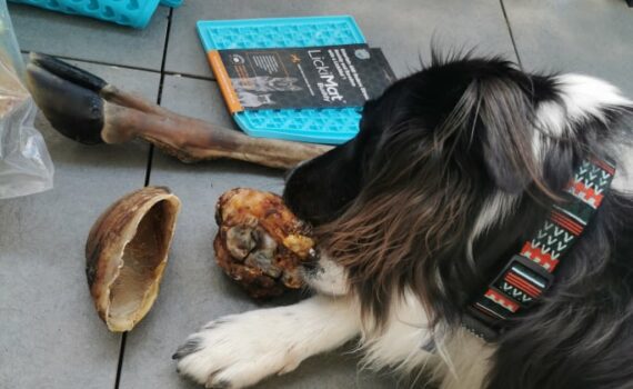 Avis Cani Gourmand