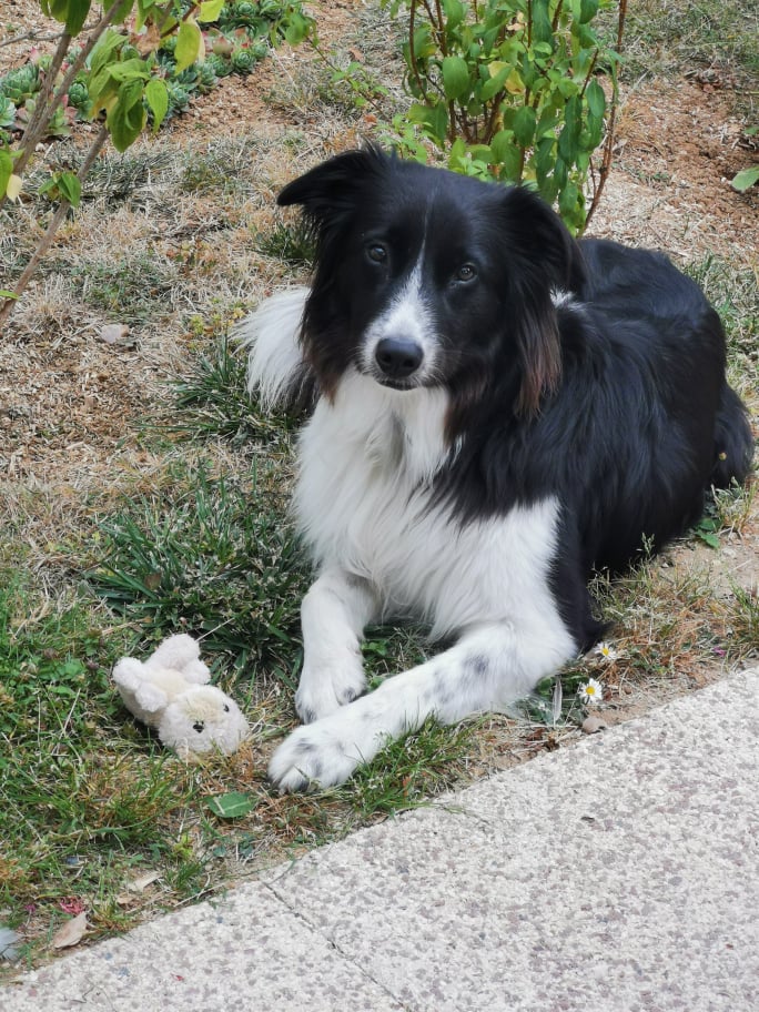 Chateaudun avec son chien