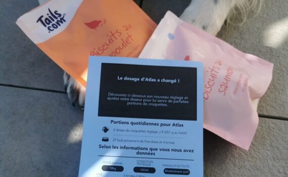 avis croquette tails