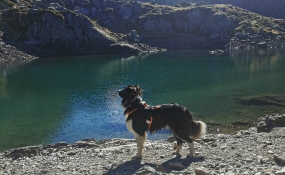 atlas au lac du crozet, une randonnée à faire avec son chien