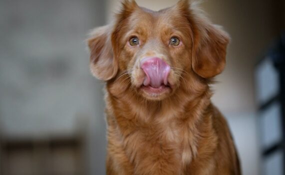 Le tapis de léchage pour chien - ce qu'il faut savoir