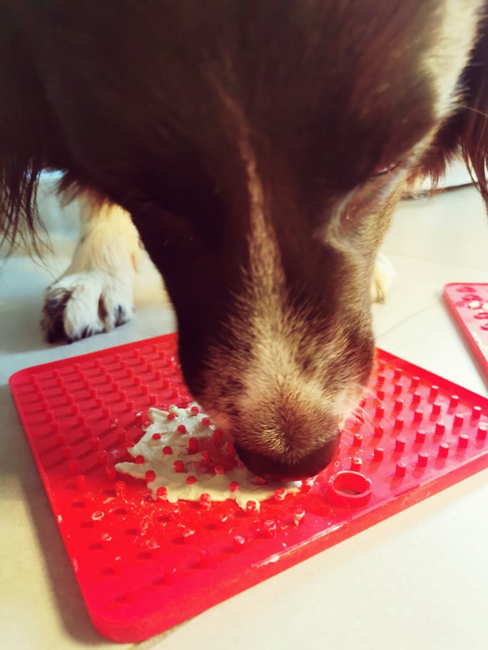 Le tapis de léchage pour chien : comparatifs