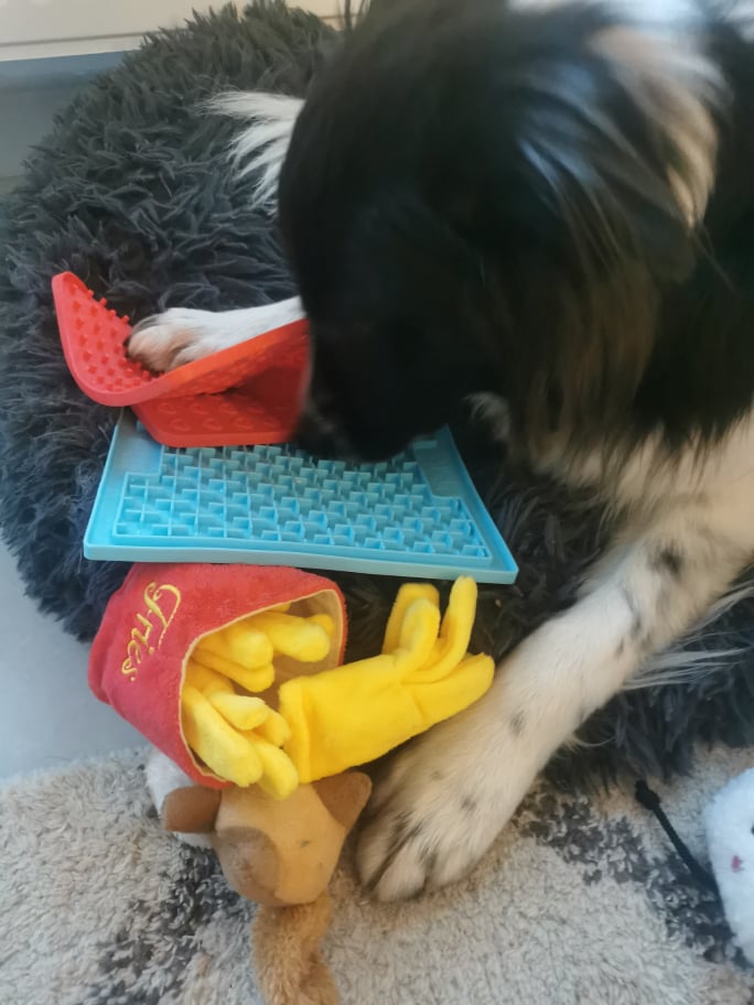 Le tapis de léchage pour chien : comparatifs