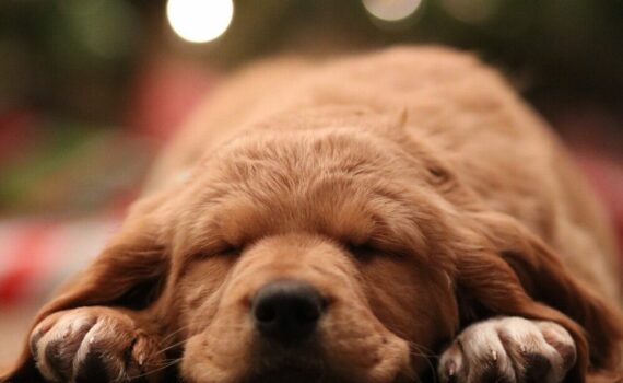 Box de Noël pour chien