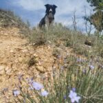 Gorges du verdon avec son chien