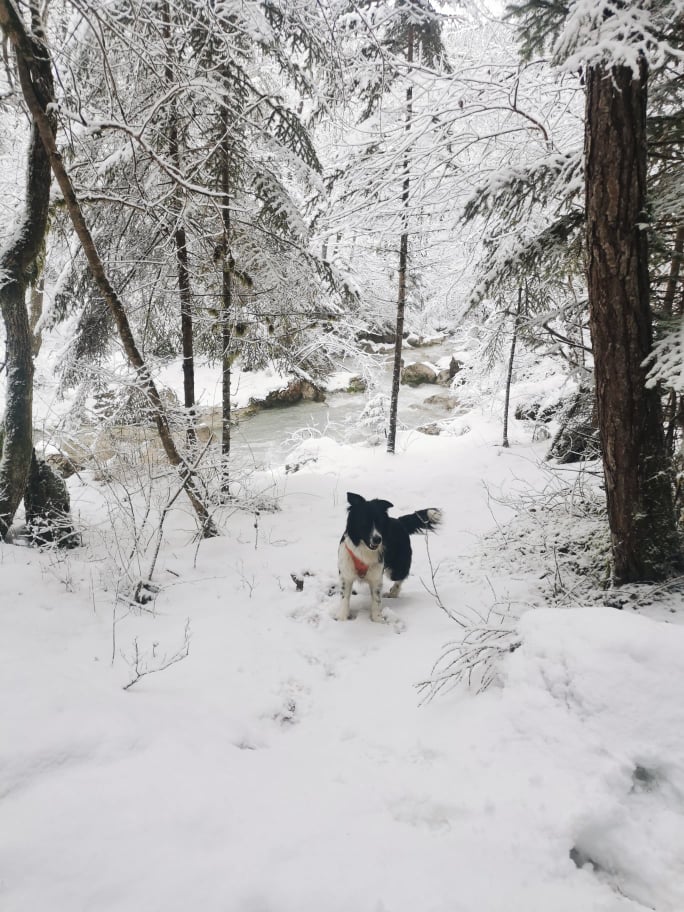 Neige autour de Lyon avec son chien