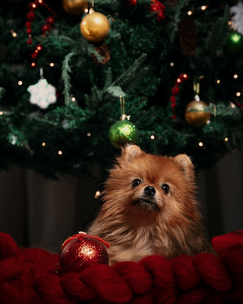 Idées photo de chien Noël