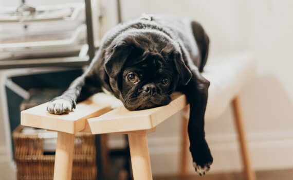 Comment occuper son chien ?