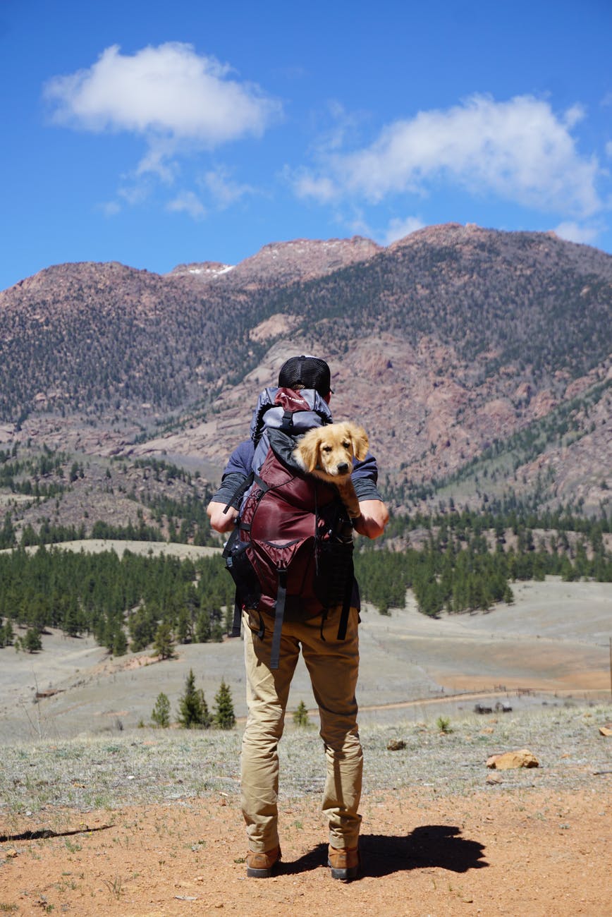 person carrying red backpack with yellow labrador retriever puppy walking to the forest