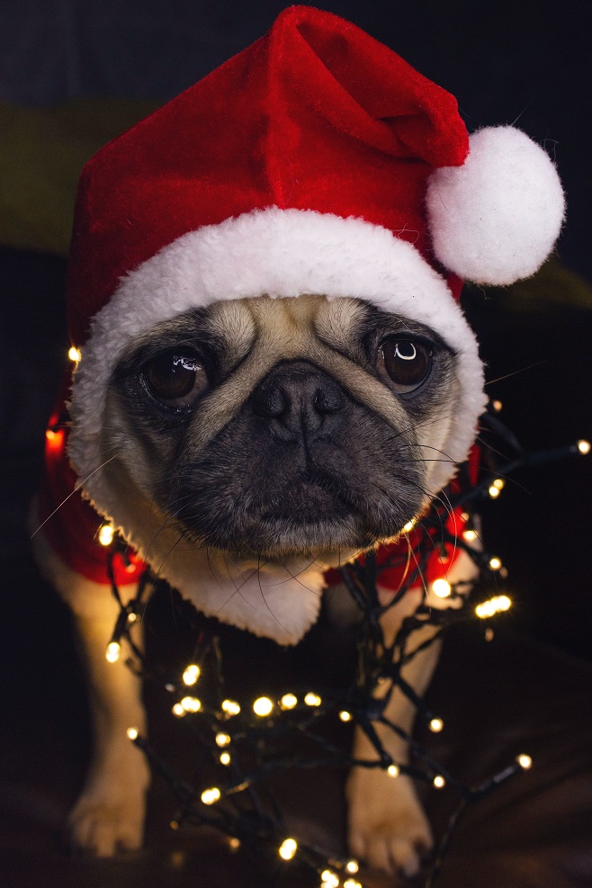 1" Joyeux Noël Carlin-RUBAN CHIEN Cadeau Collier Animal Pet Cute Santa Hat Bow