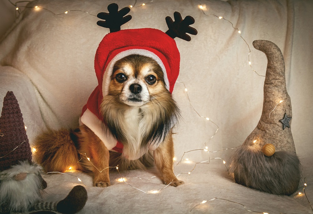 Photo de chien Noël