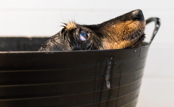 Chien dans un bain pour laver son chien