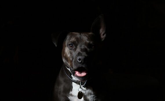 Les 5 pires remarques sur l'Amstaff