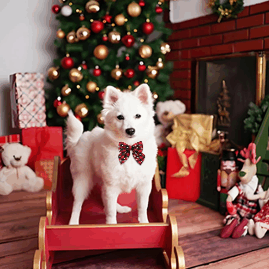 cadeau de noël pour chien