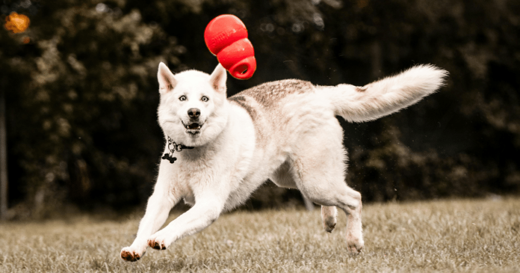 Meilleur jouet d'occupation pour chien s'ennuie