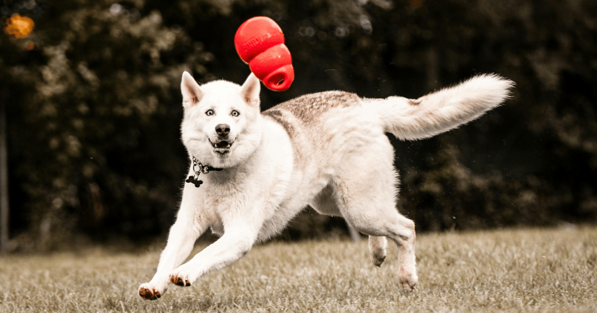 Meilleur jouet d'occupation pour chien s'ennuie