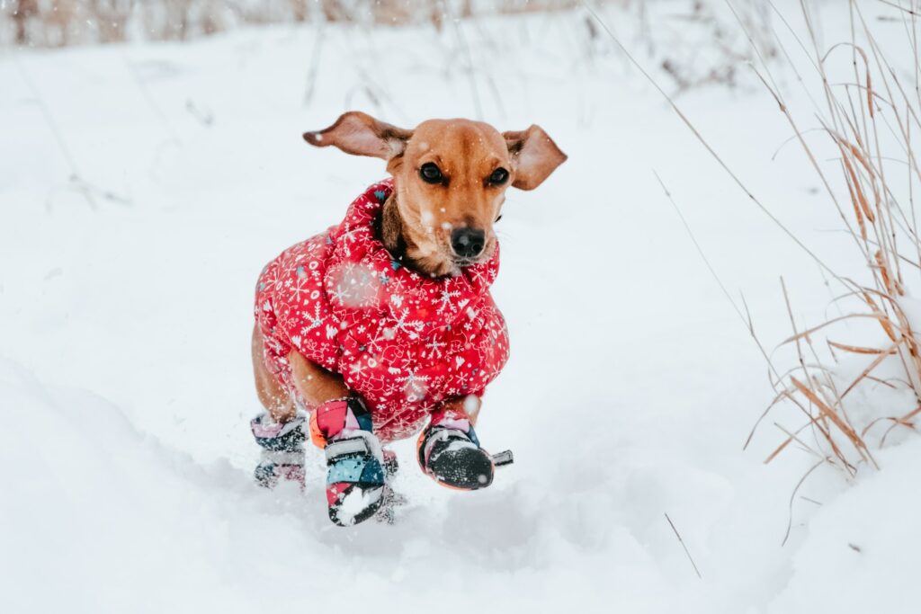 L'hiver : manteau pour chien