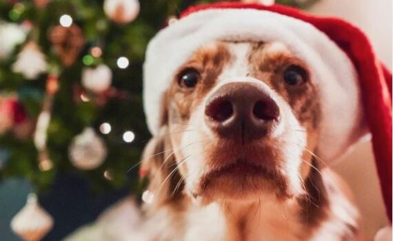 Photo de chien Noël