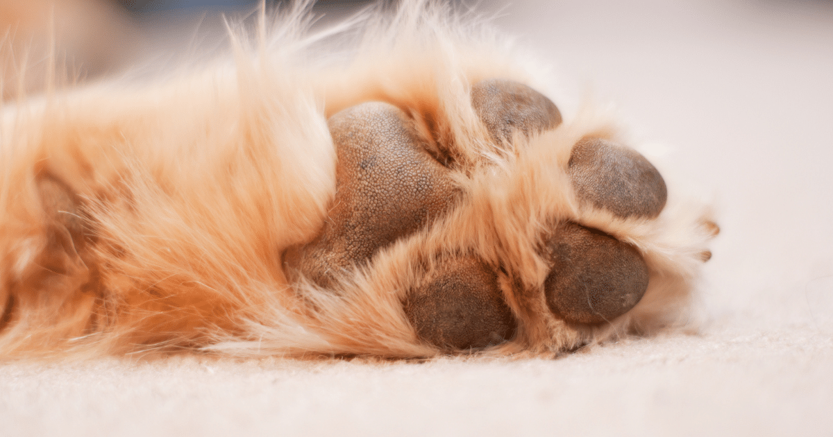 Quel est le meilleur baume de protection coussinets pour chien ?