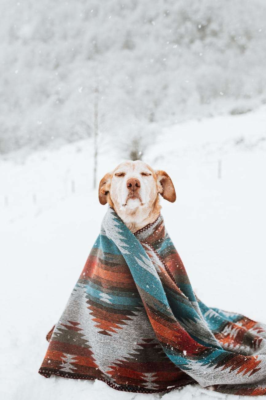 dog in a blanket in a mountains in winter