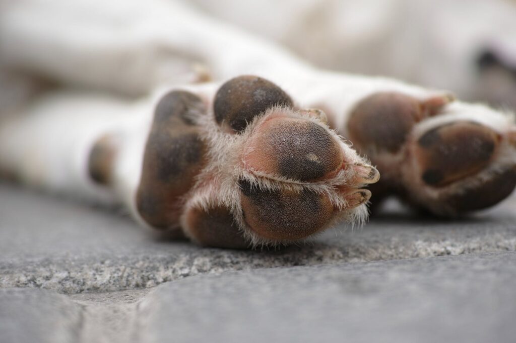 Protéger les Pattes de son Chien de la Neige 🐾⛄ 3 étapes