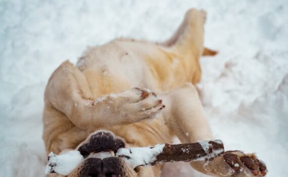 protéger les pattes de son chien l'hiver