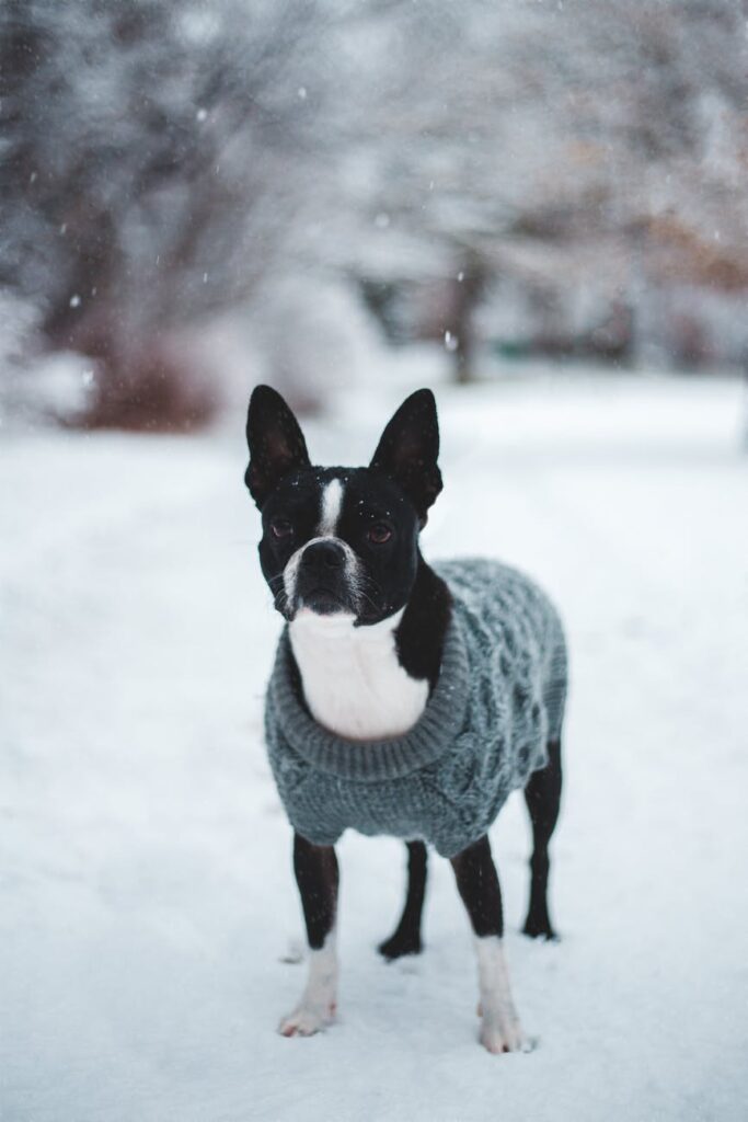 Protéger les Pattes de son Chien de la Neige 🐾⛄ 3 étapes