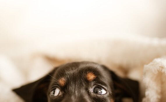 cute dachshund puppy lying on comfy bed