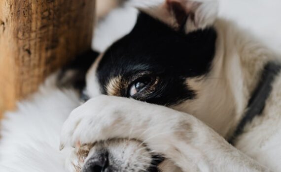 funny rat terrier with paws on head