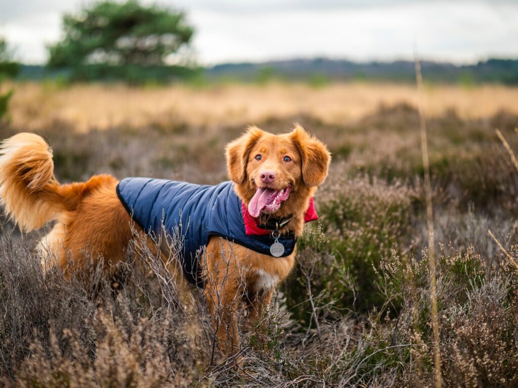 Manteau pour chien : protéger son toutou