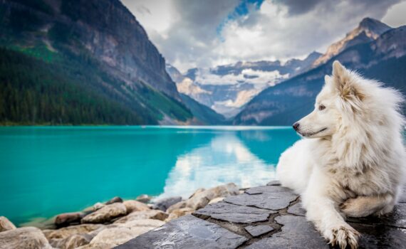équipement de cani rando : le matériel adapté
