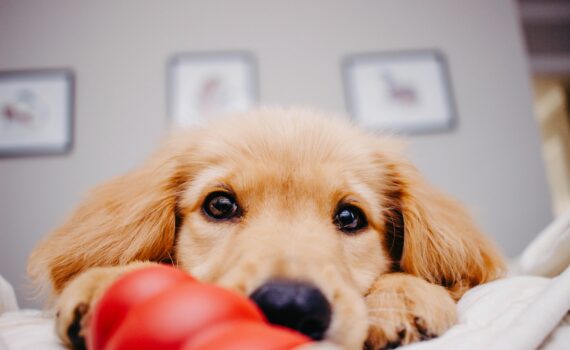 Recette de kong pour chien