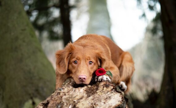 Saint-Valentin avec son chien