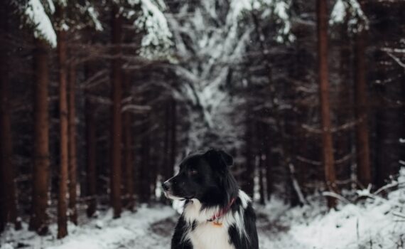 Randonnées au col de la Luère avec son chien