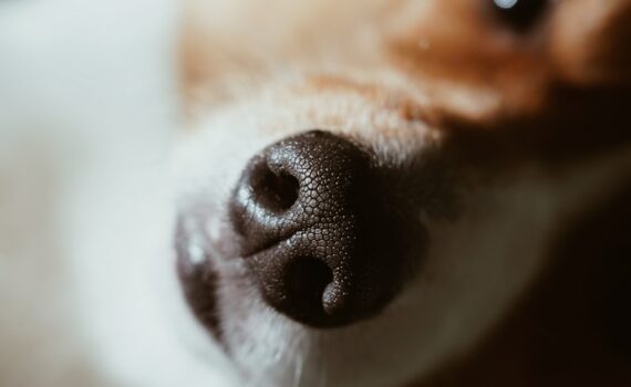 Activité de flair : comment choisir le meilleur tapis de fouille pour chien ?