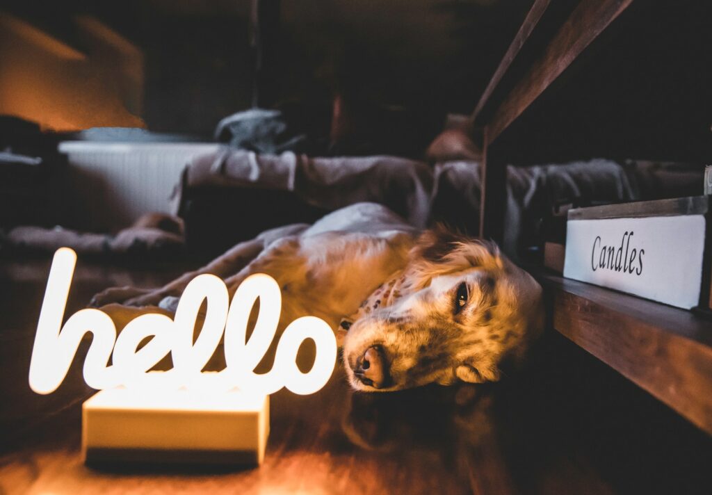 Expressions chiens : leur signification