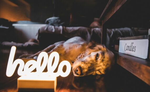 Expressions chiens : leur signification