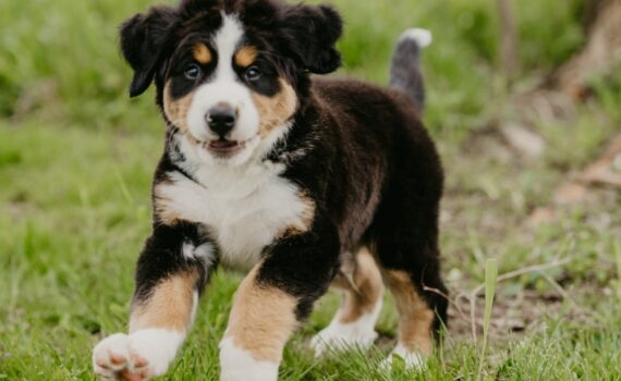 Chien et Danger en balade