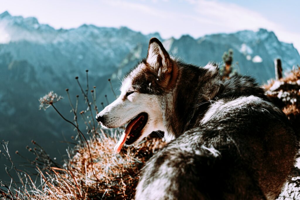 Randonner dans les Pyrénées Orientales avec son chien : entre mer et montagne