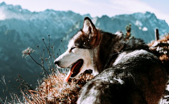 Randonner dans les Pyrénées Orientales avec son chien : entre mer et montagne