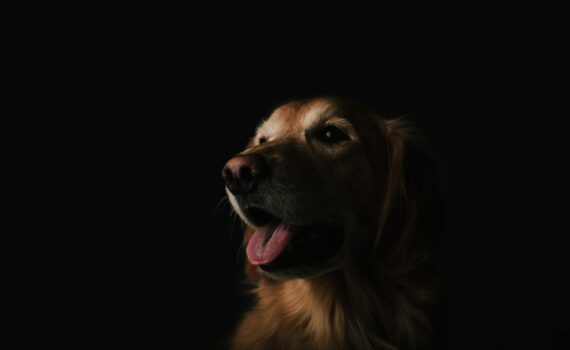 Mon avis sur Green Owl marque de CBD pour chien