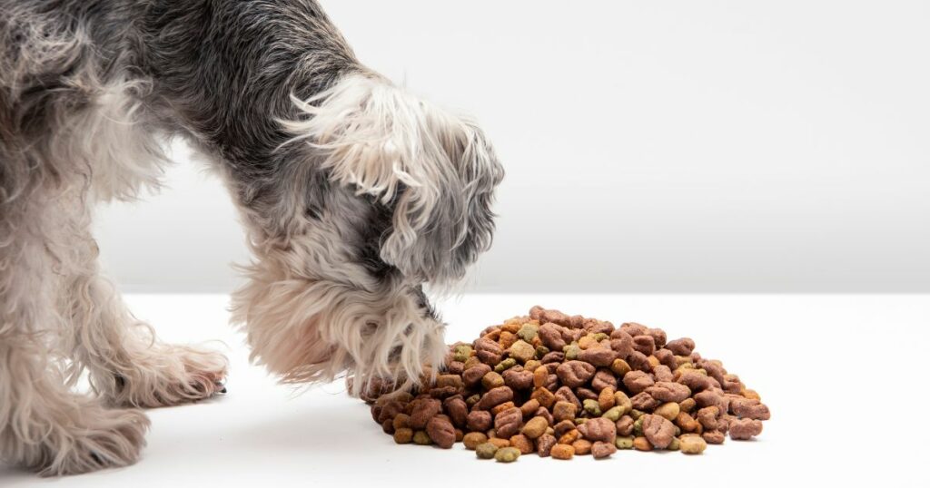 Croquettes aux insectes pour chien : avis