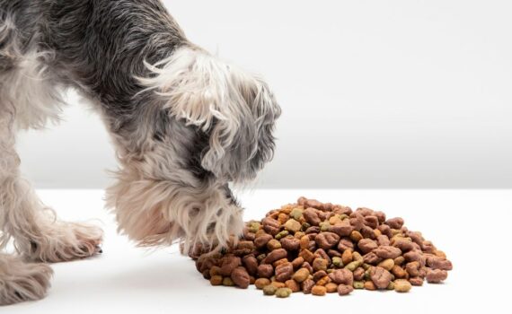 Croquettes aux insectes pour chien : avis